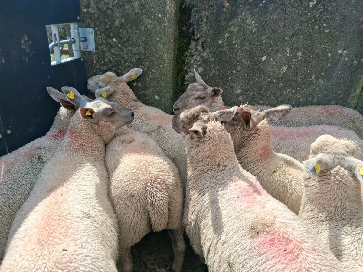 Organic ewe lambs - Image 1