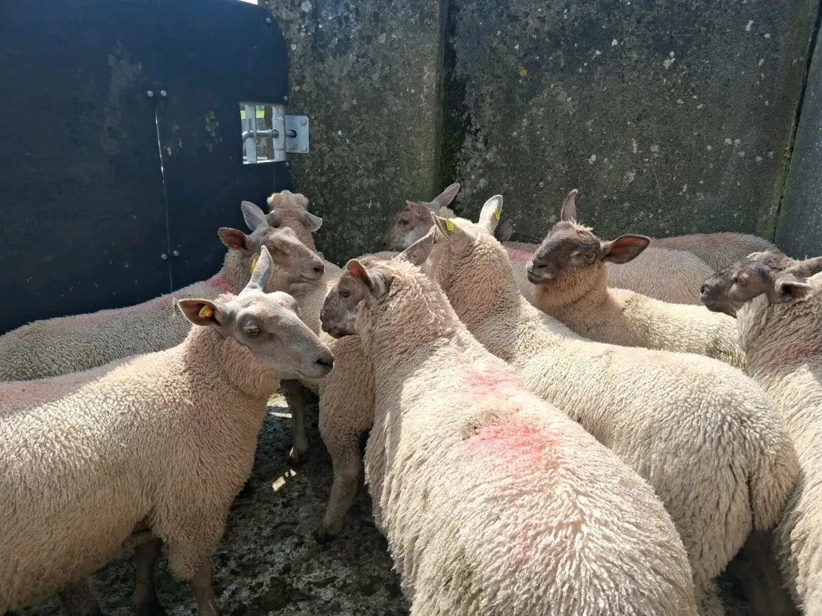 Organic ewe lambs - Image 2