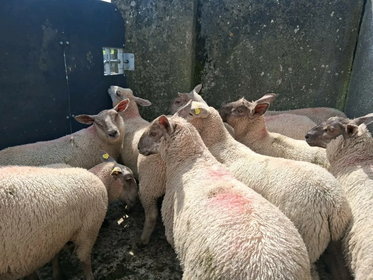 Organic ewe lambs - Image 3
