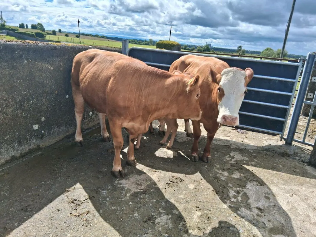Organic  cows - Image 1