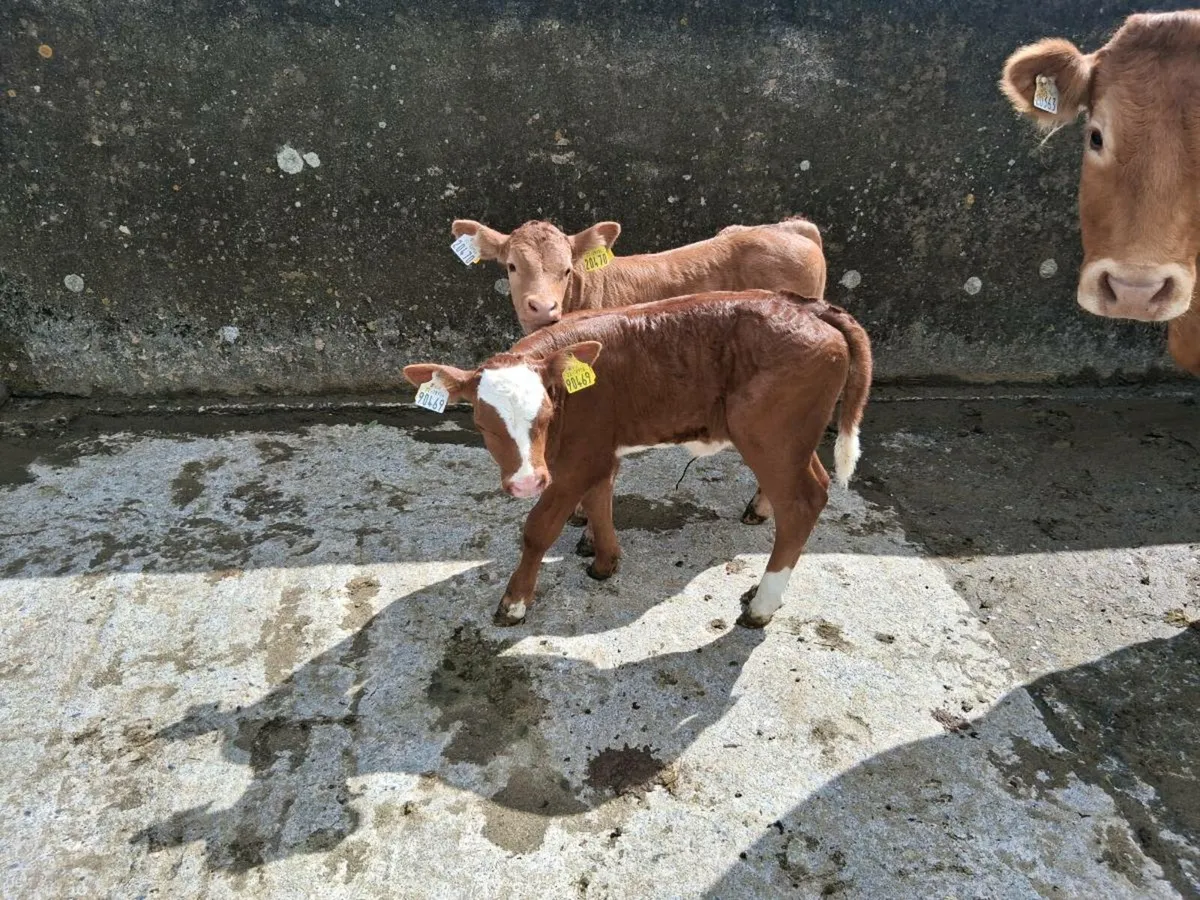 Organic  cows - Image 2