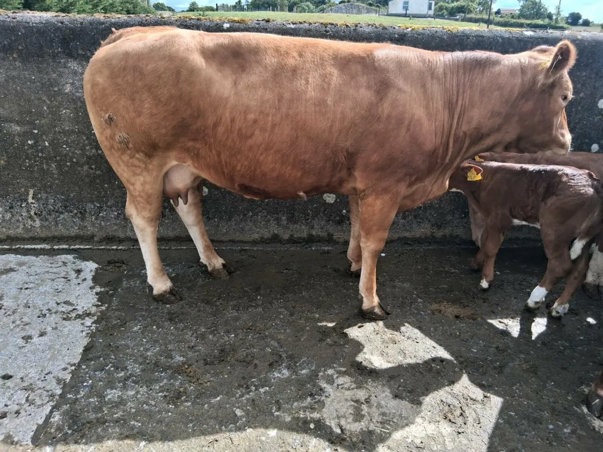 Organic  cows - Image 4