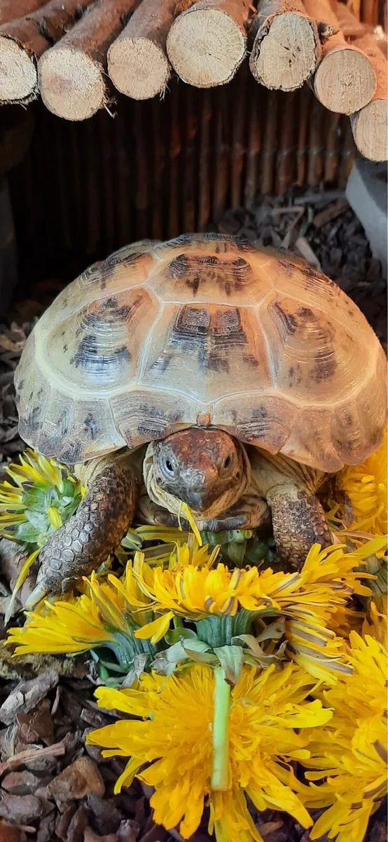 RESERVED: Horsefield Tortoise - Image 1