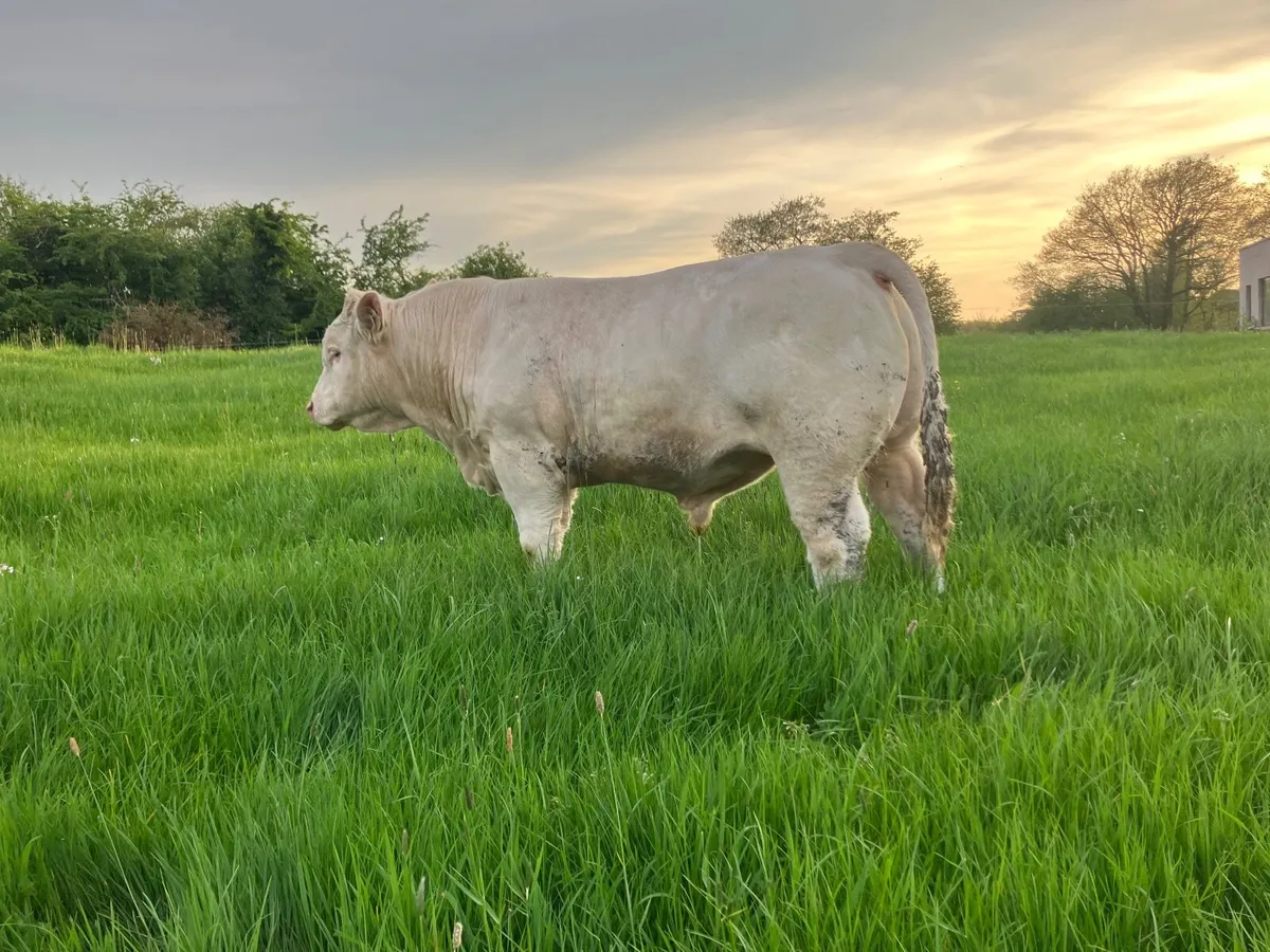 Bull - Image 4