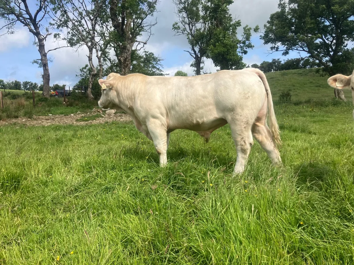 Bull - Image 1