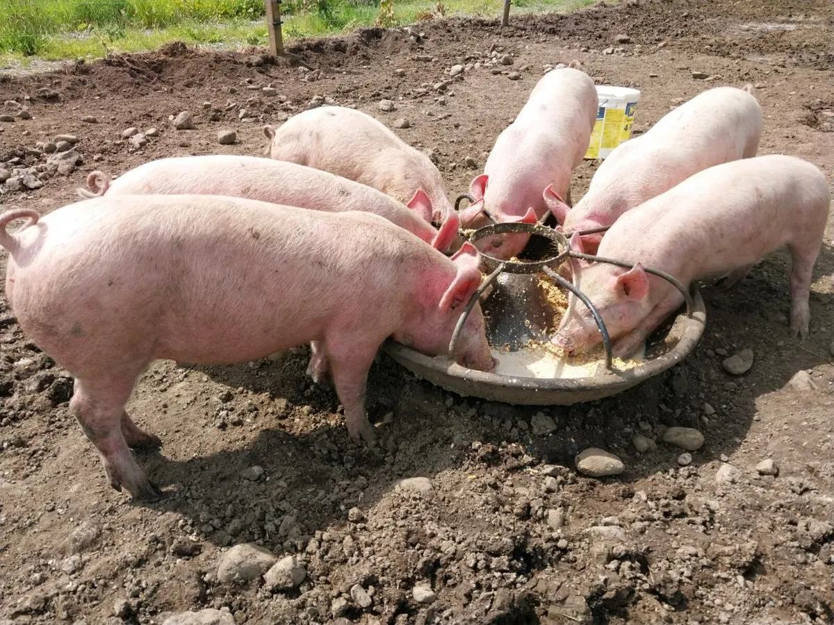 Large white piglets 4 female 2 male - Image 1
