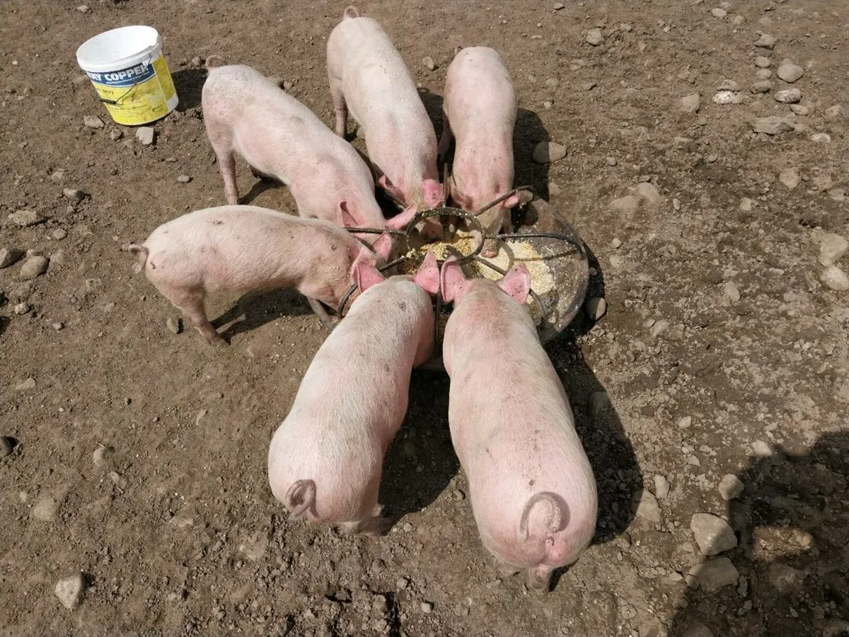 Large white piglets 4 female 2 male - Image 2