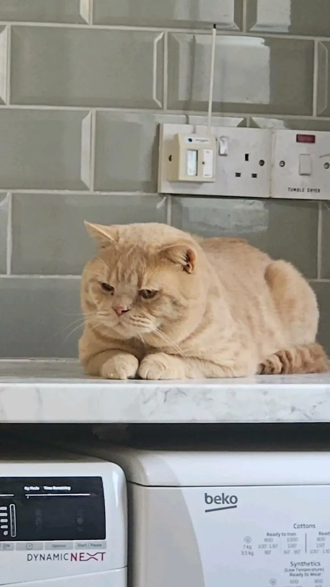 Cinnamon British shorthair - Image 1