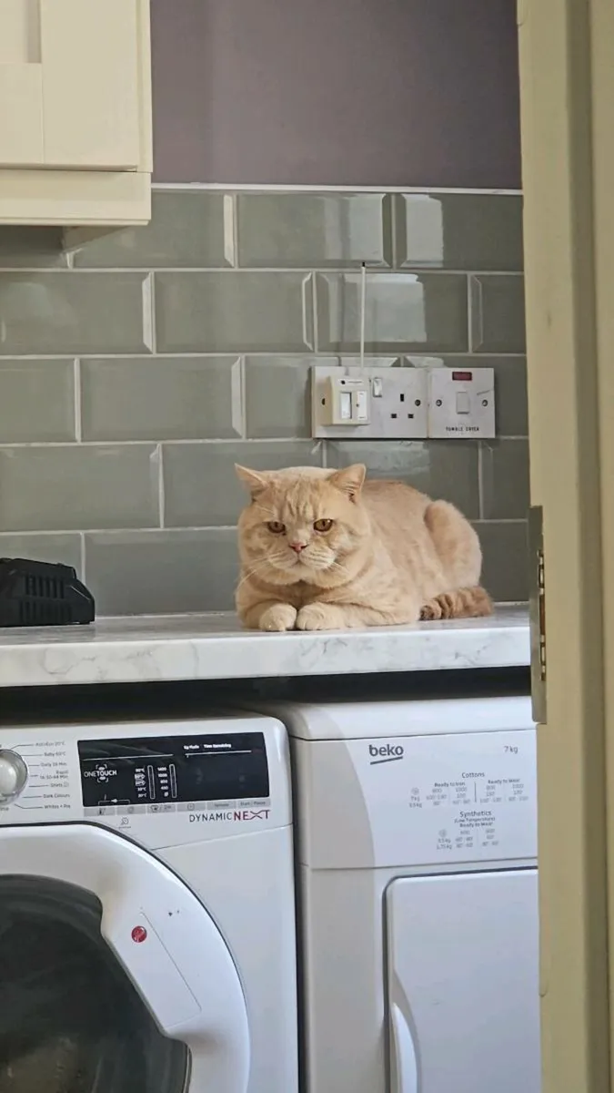 Cinnamon British shorthair - Image 2