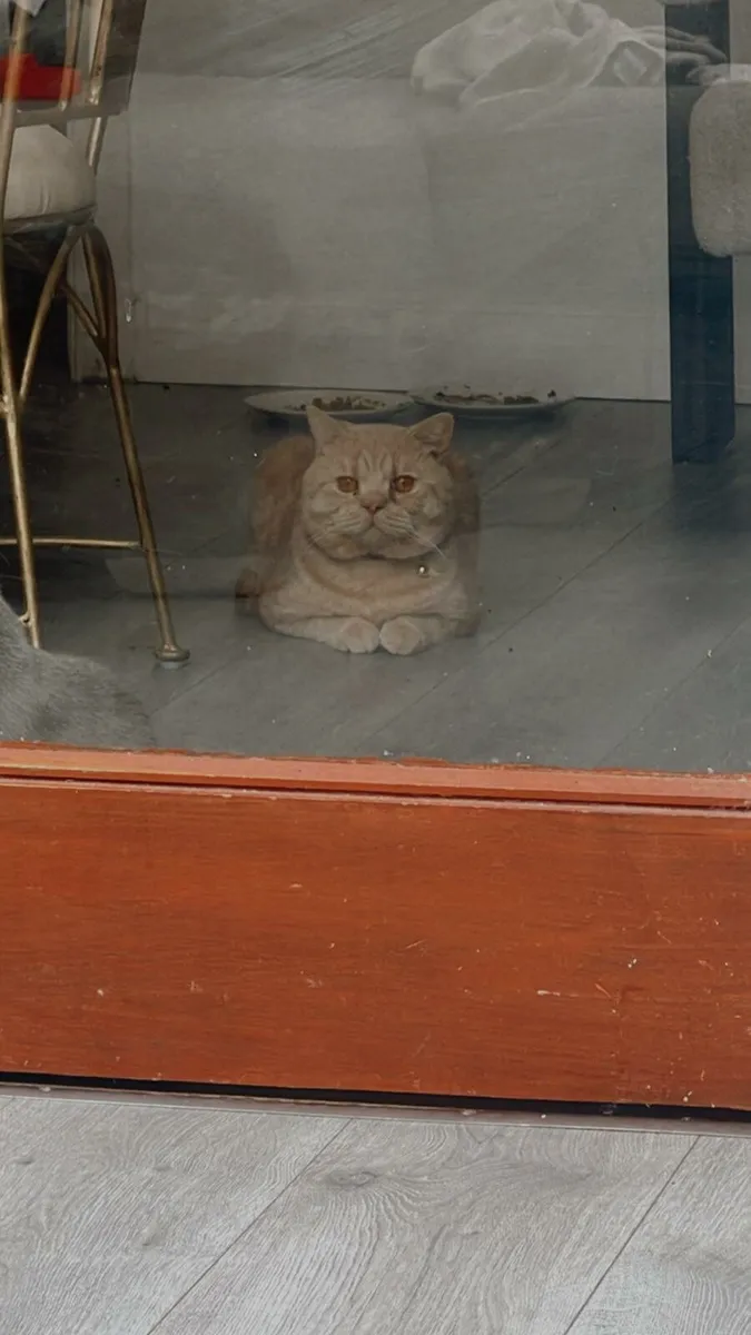 Cinnamon British shorthair - Image 3