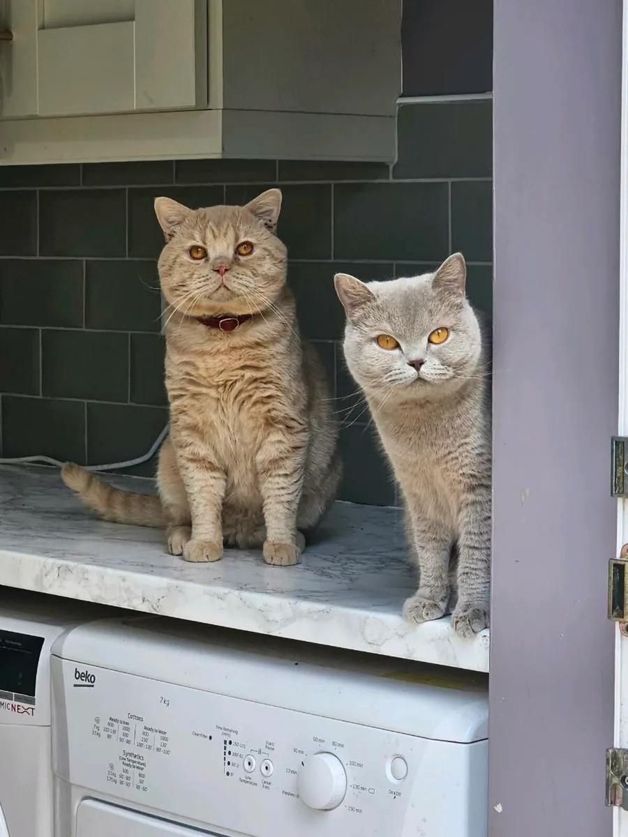 Cinnamon British shorthair - Image 4