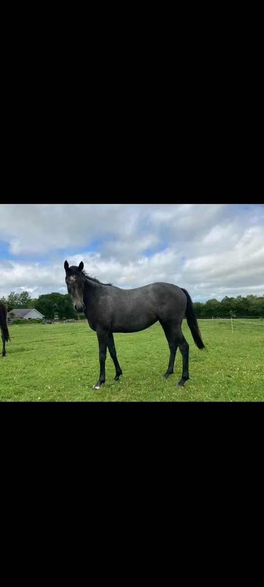 Horse - Image 1