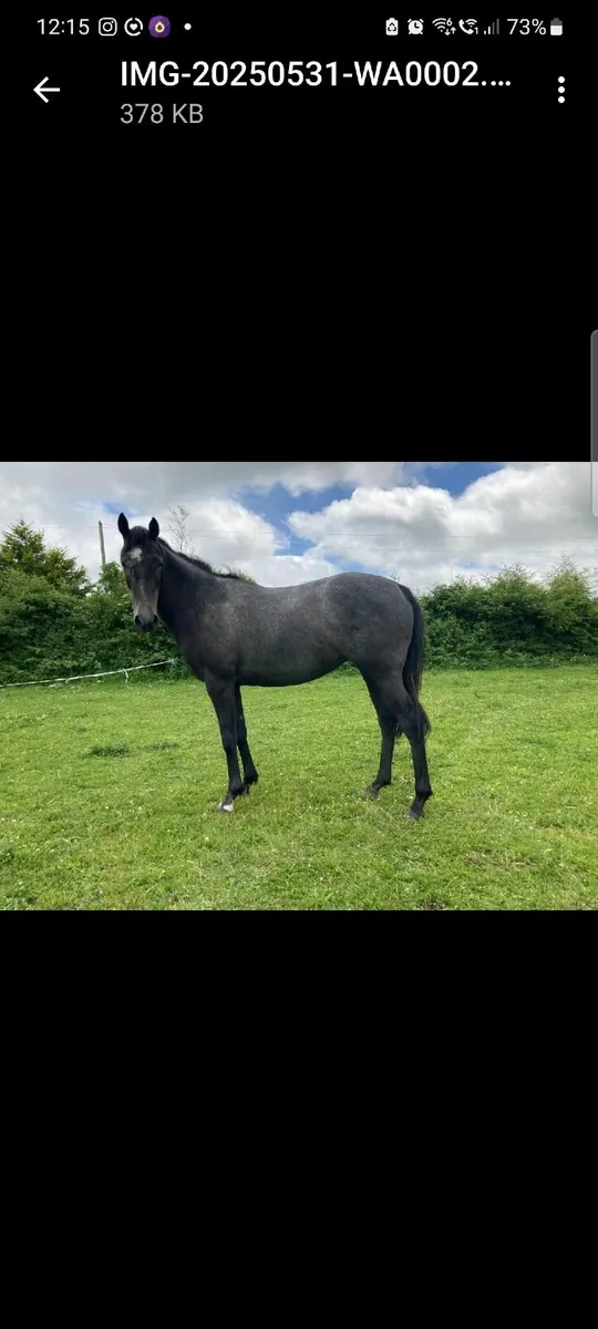 Horse - Image 2