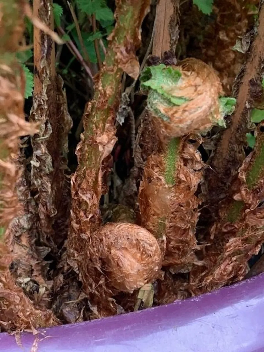 Very Large Garden Fern - Image 2