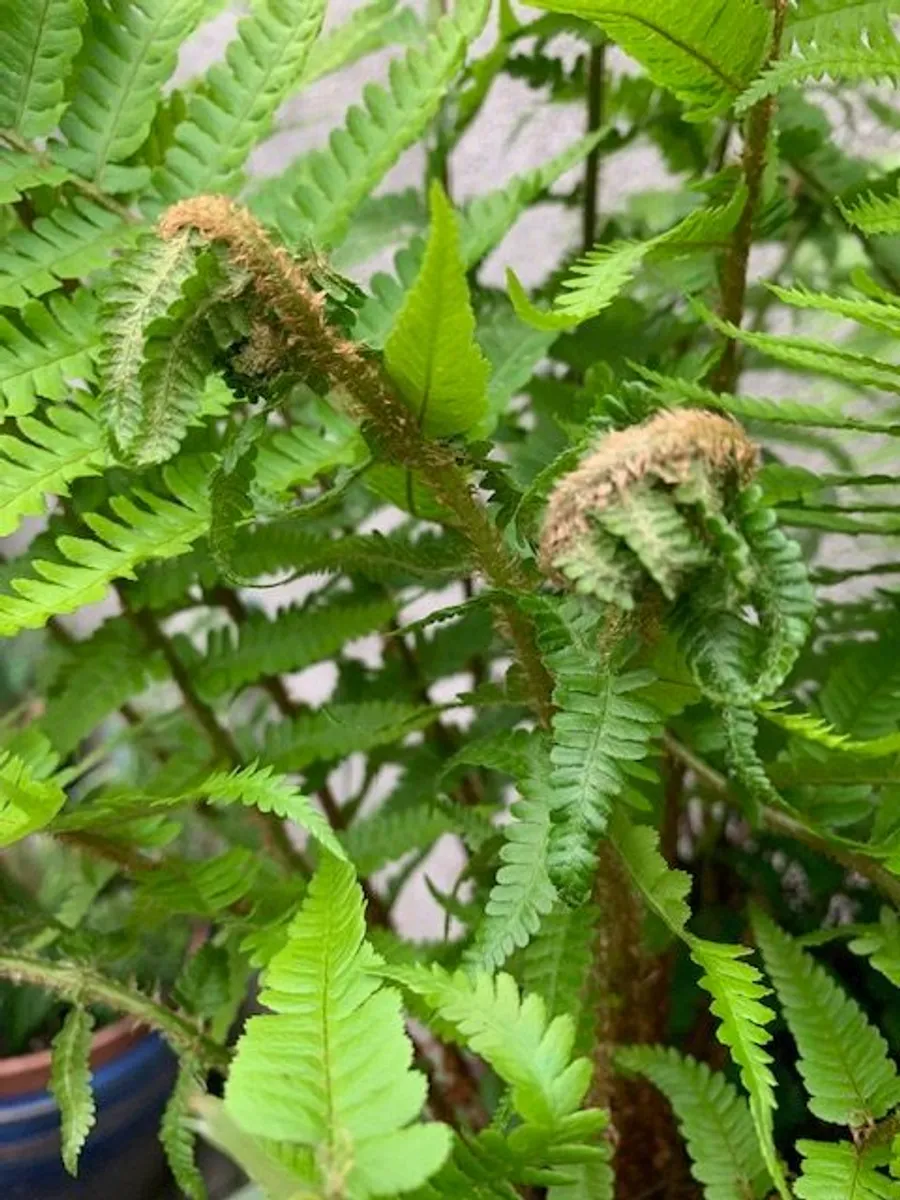 Very Large Garden Fern - Image 3