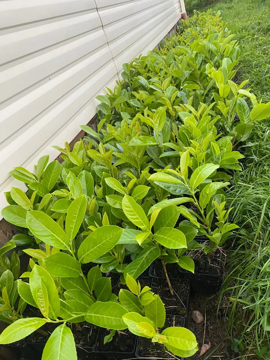 Laurel hedging - Image 1