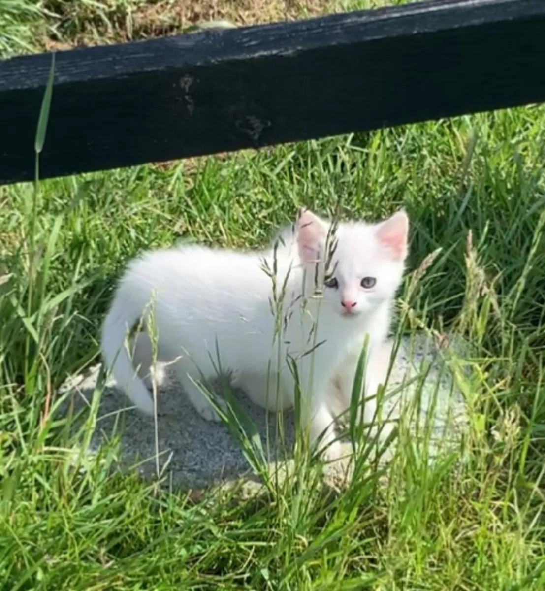 Kittens - Image 2
