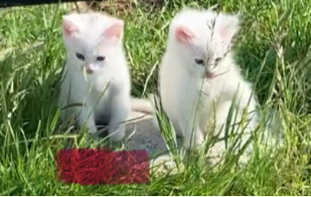 Kittens - Image 1