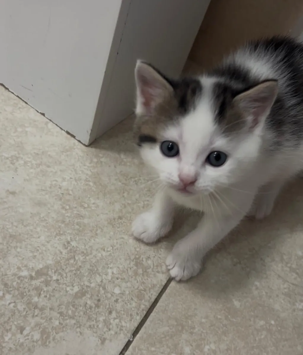 Kittens Domestic Shorthair - Image 2