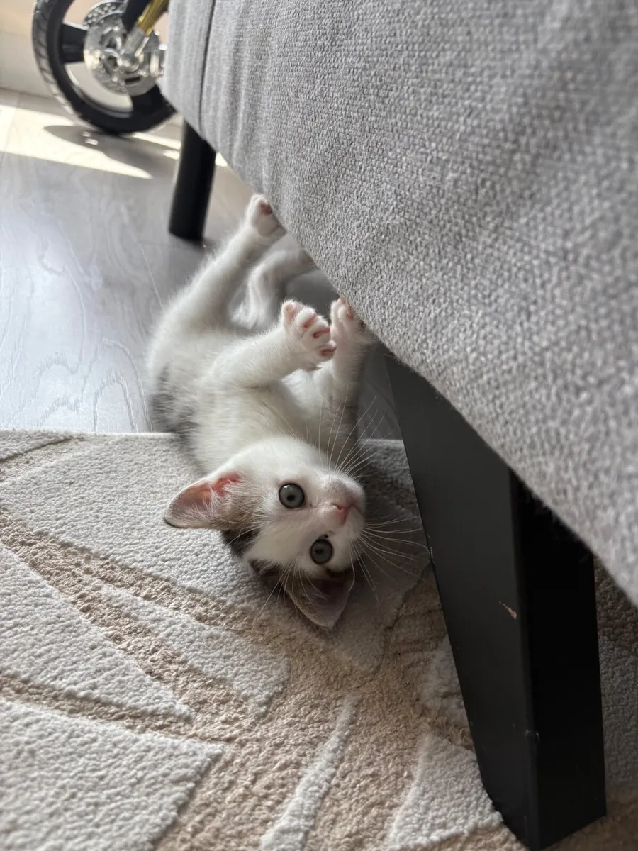 Kittens Domestic Shorthair - Image 3