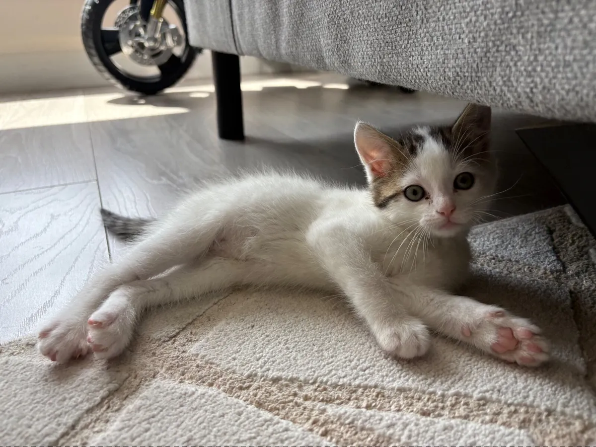 Kittens Domestic Shorthair - Image 4