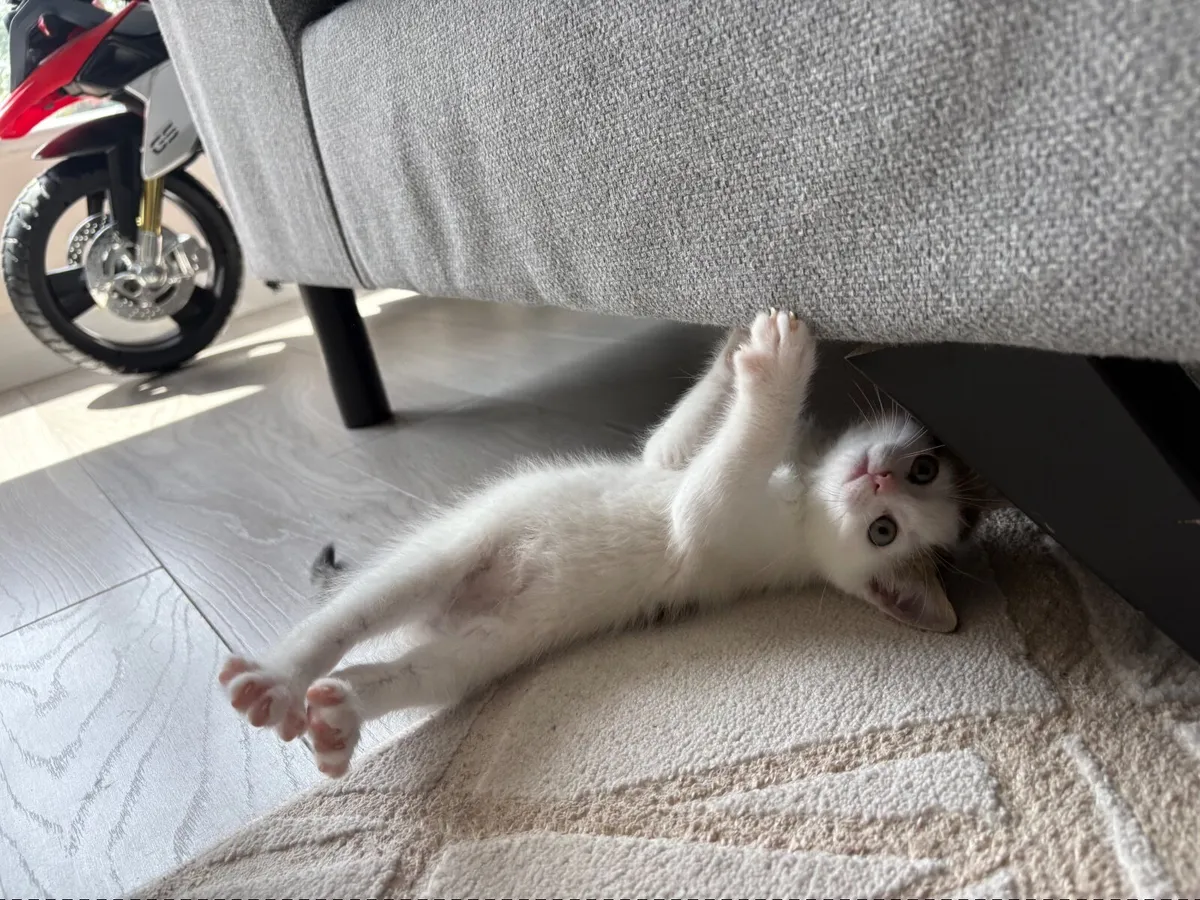 Kittens Domestic Shorthair - Image 1