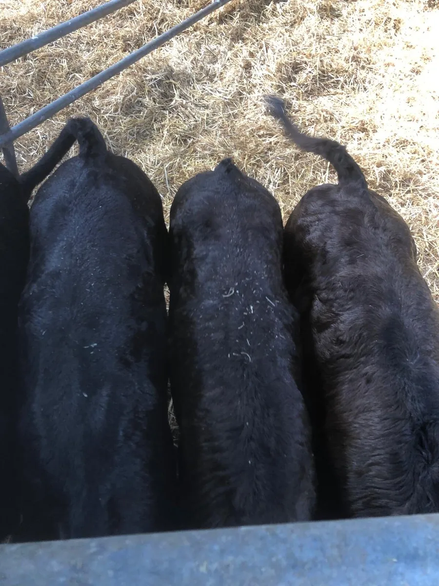 limousine heifers/bulls - Image 1