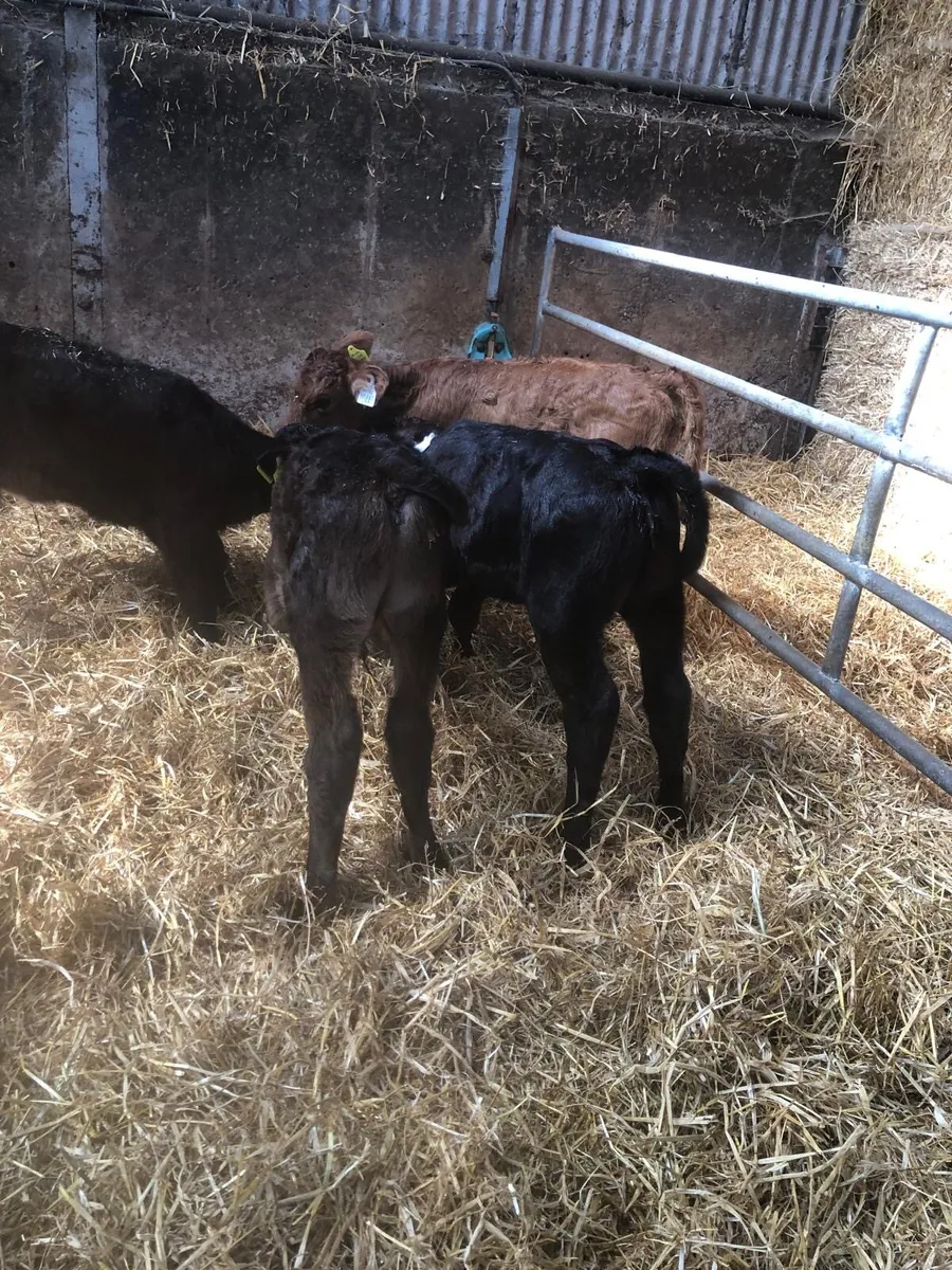 limousine heifers/bulls - Image 2