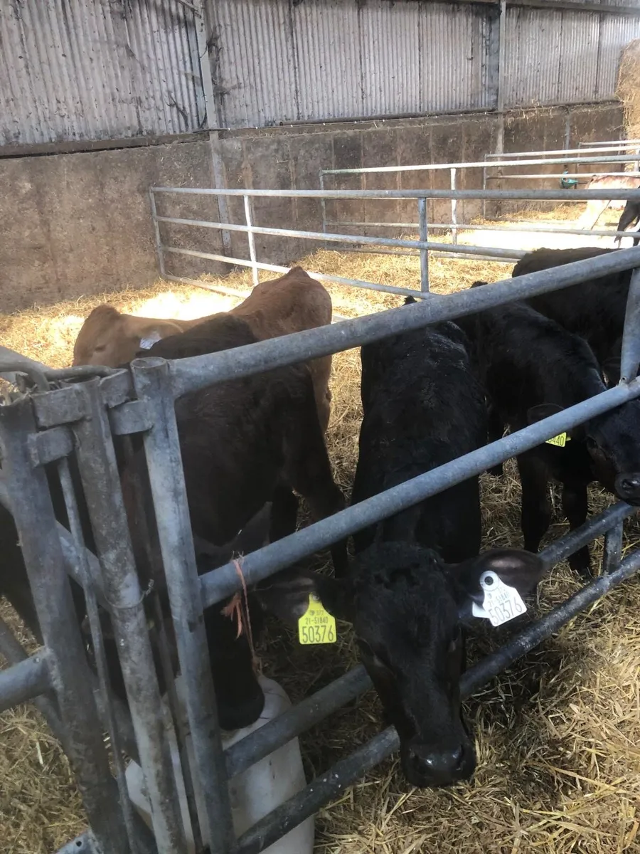 limousine heifers/bulls - Image 3