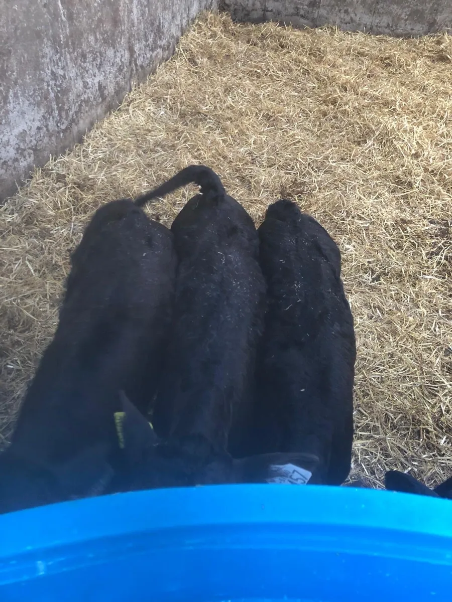 limousine heifers/bulls - Image 4