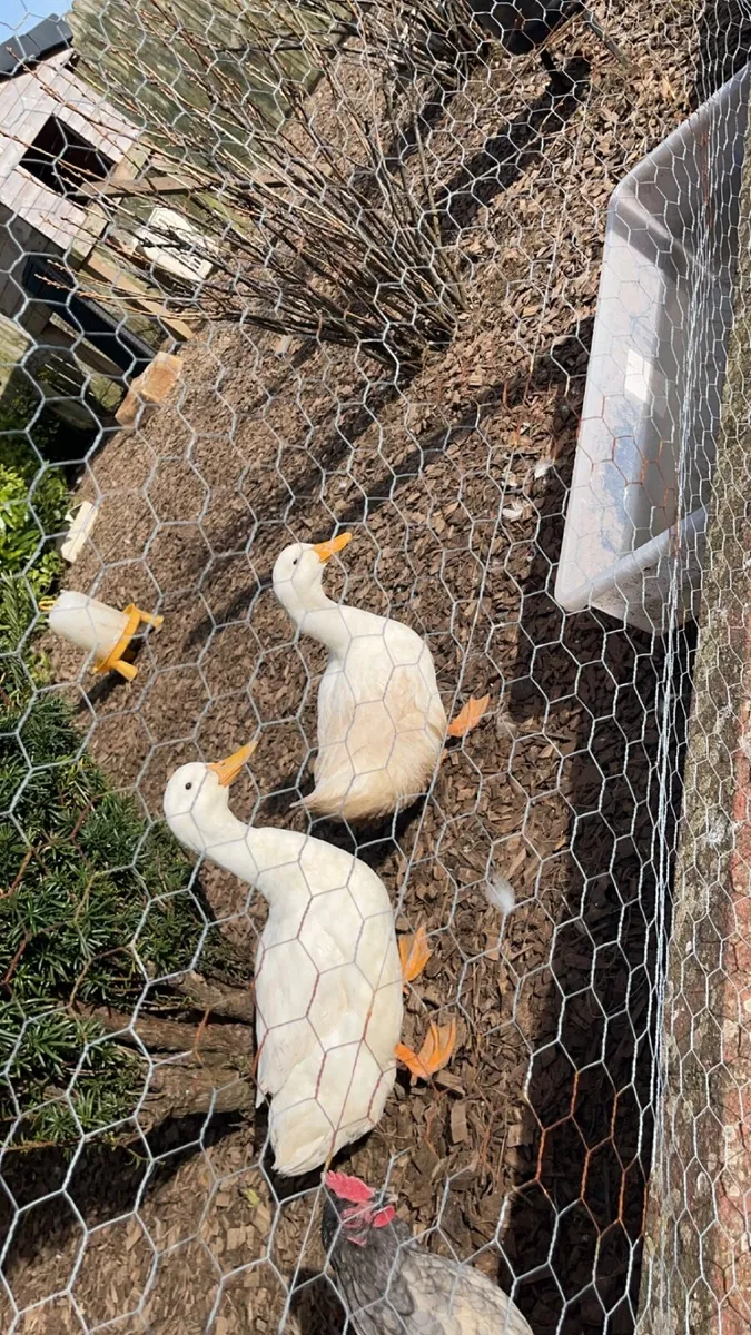 Ducks and drake - Image 1