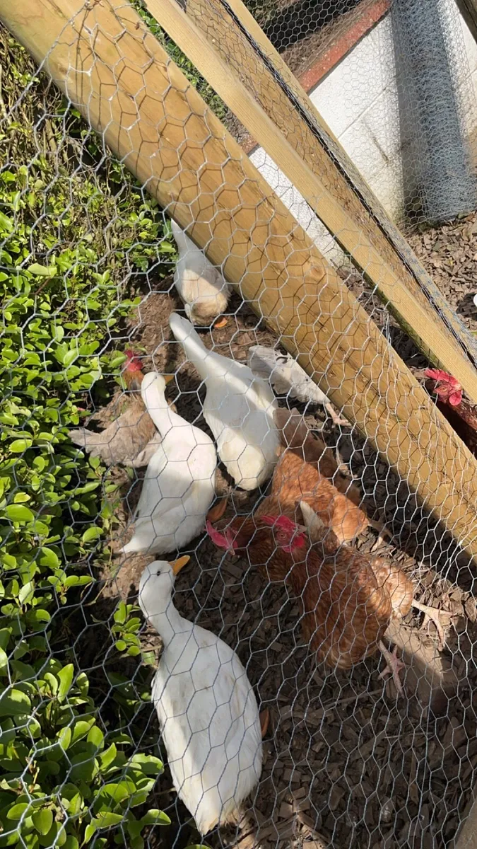 Ducks and drake - Image 2
