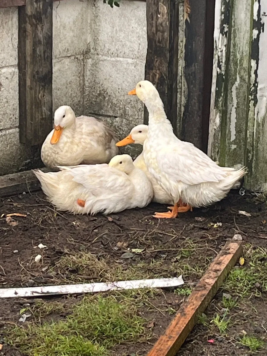 Ducks and drake - Image 3