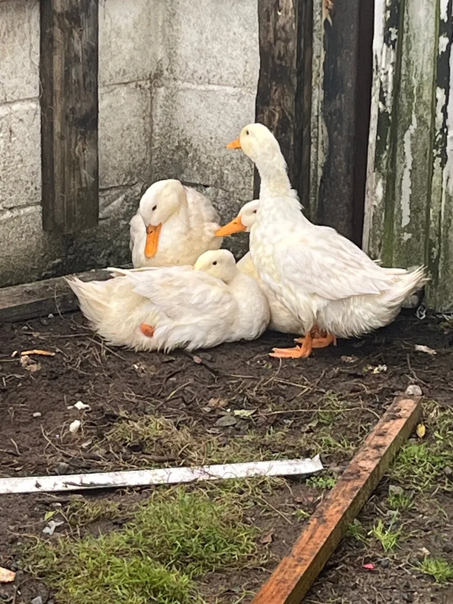 Ducks and drake - Image 4