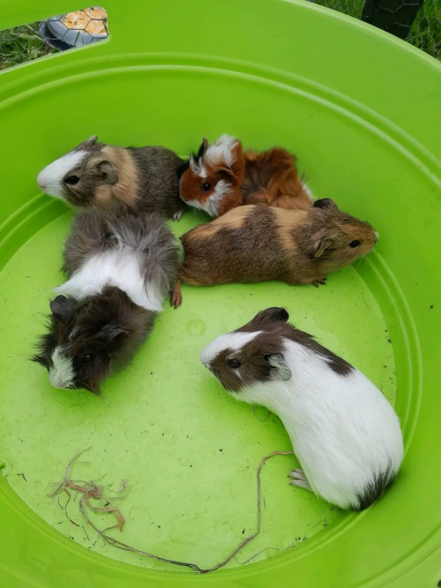 Guinea Pigs - Image 1