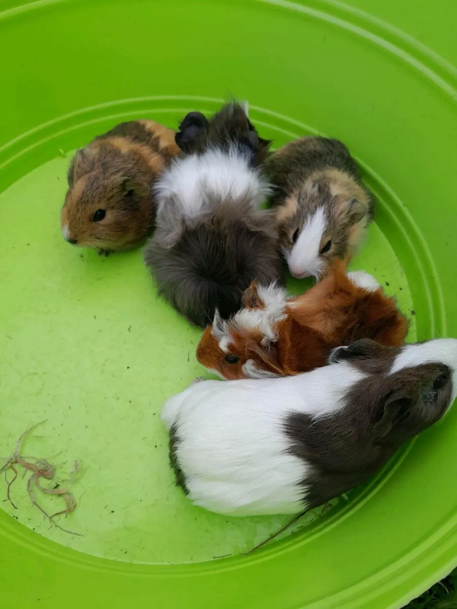 Guinea Pigs - Image 2