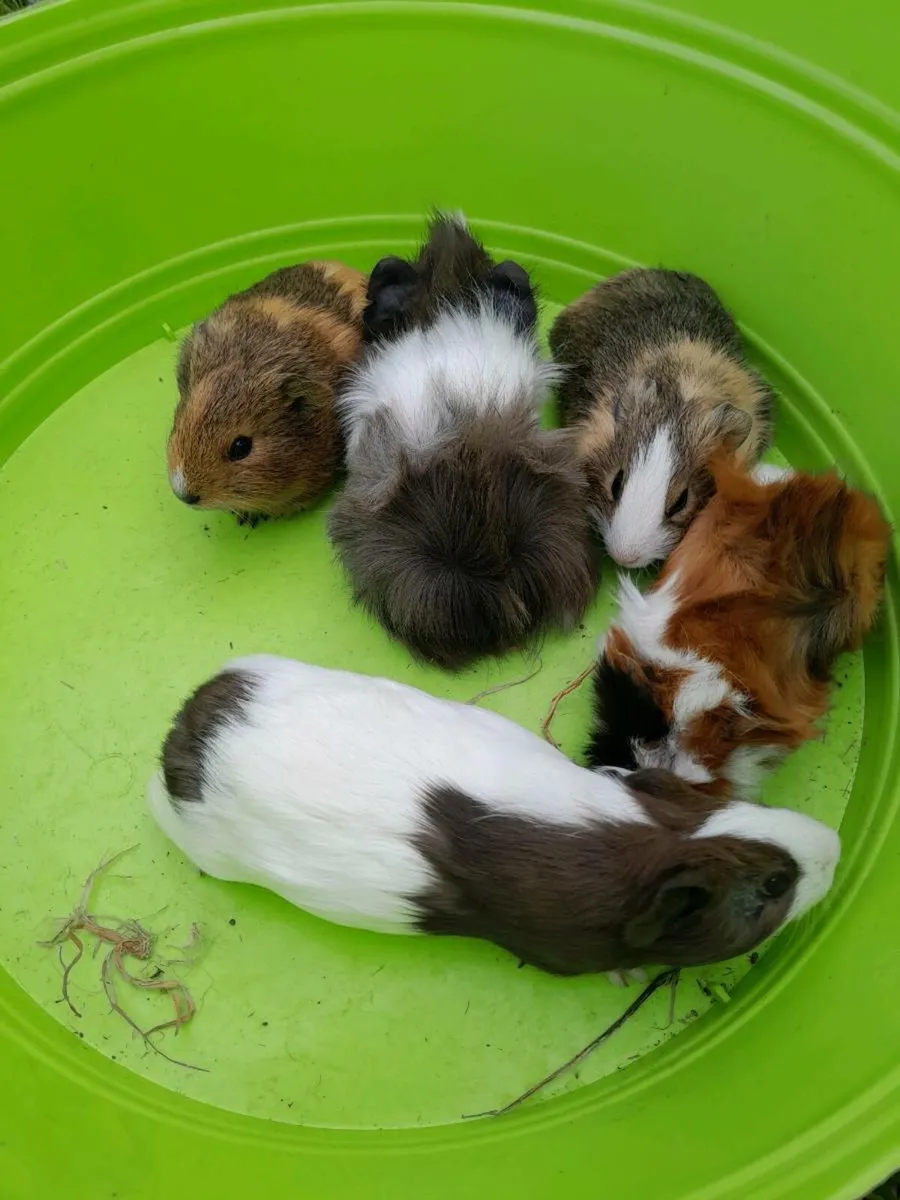 Guinea Pigs - Image 3
