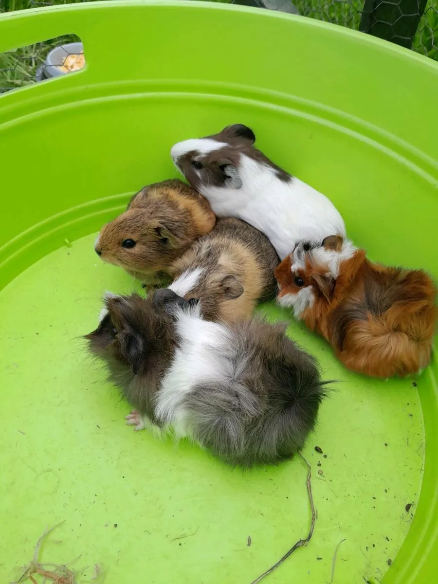 Guinea Pigs - Image 4