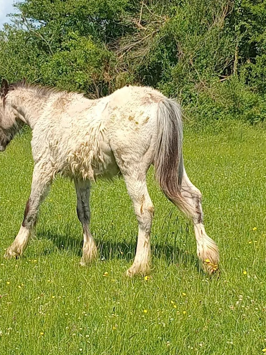 Pony - Image 1