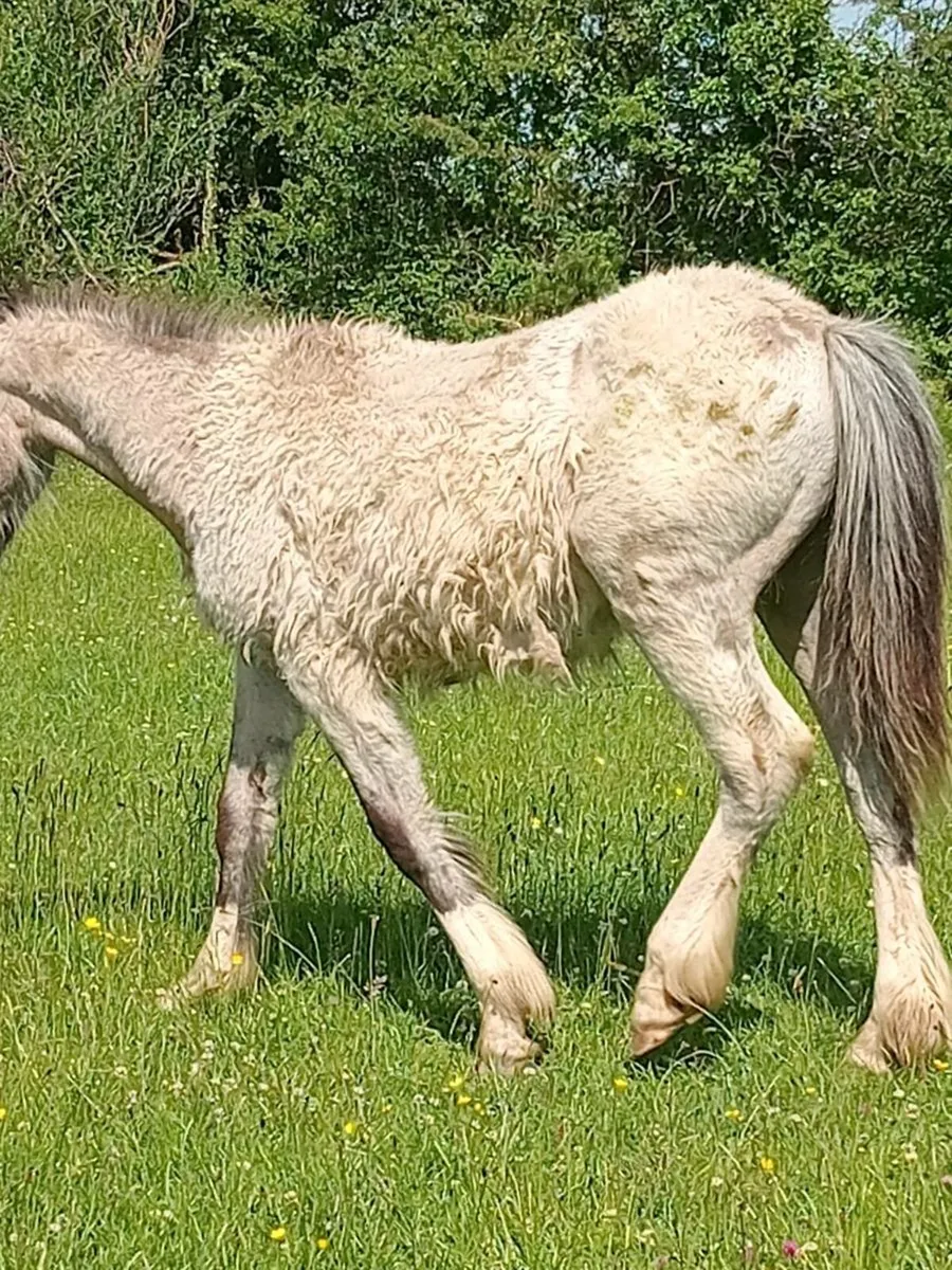 Pony - Image 2