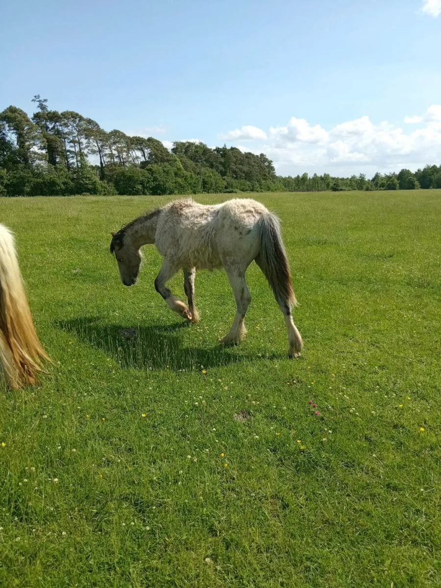 Pony - Image 3