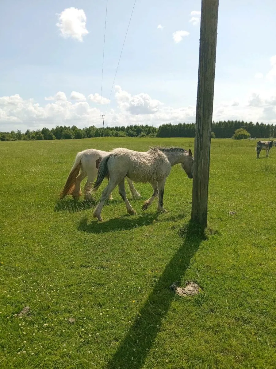 Pony - Image 4