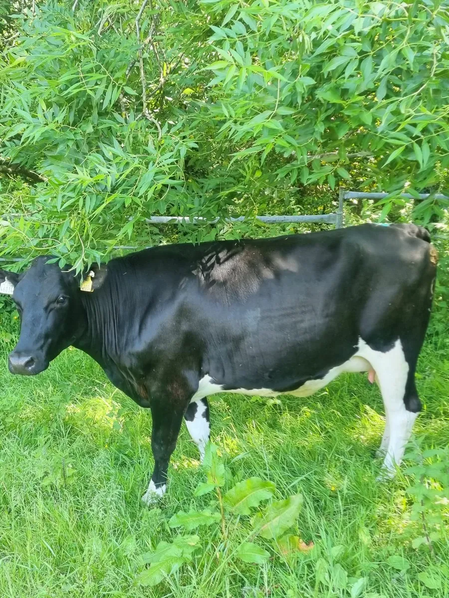 In calf friesian hfr - Image 2