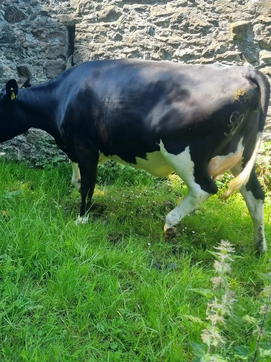 In calf friesian hfr - Image 3