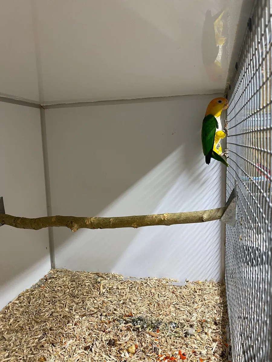 Parrots - Image 1