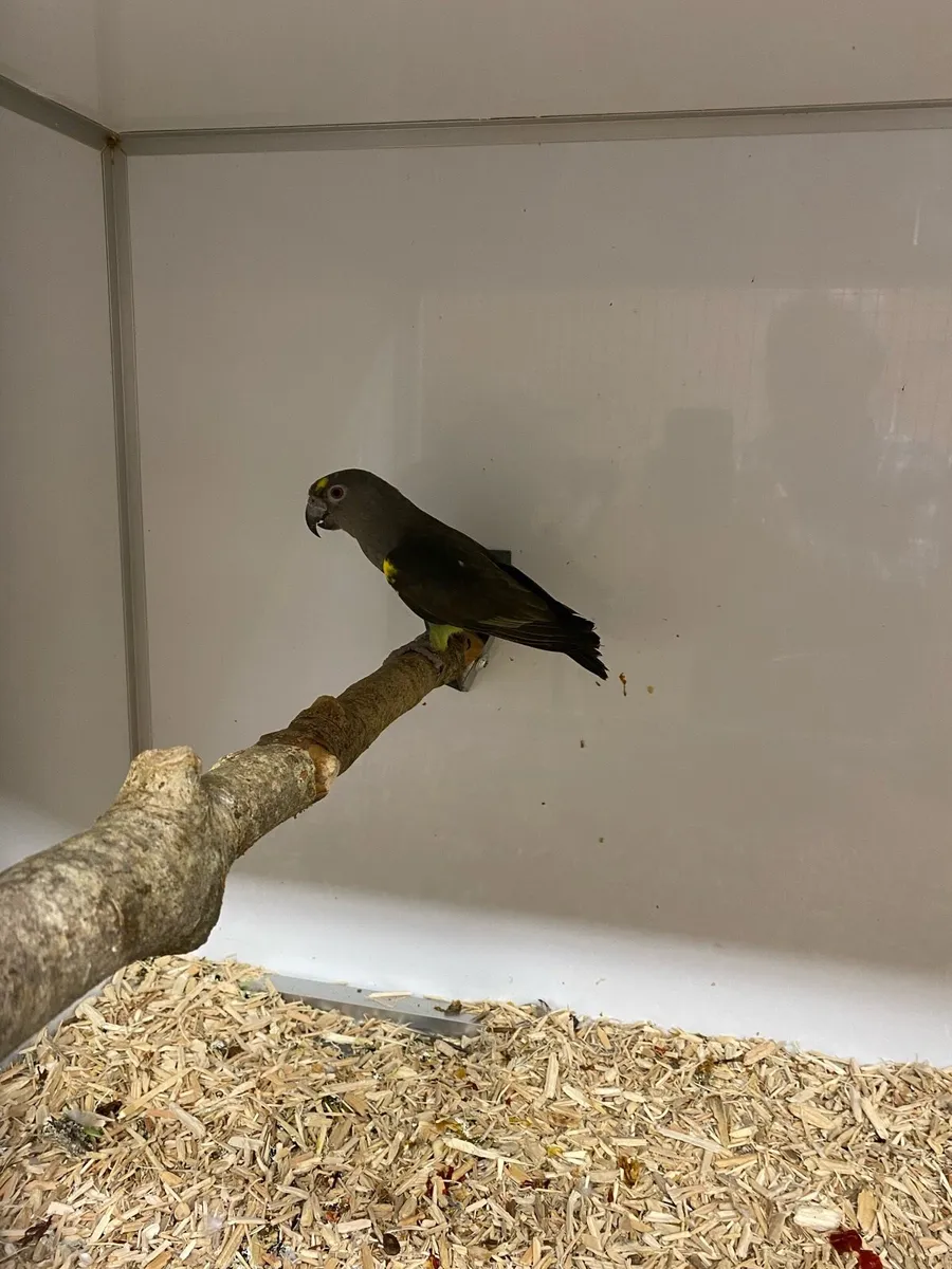 Parrots - Image 2