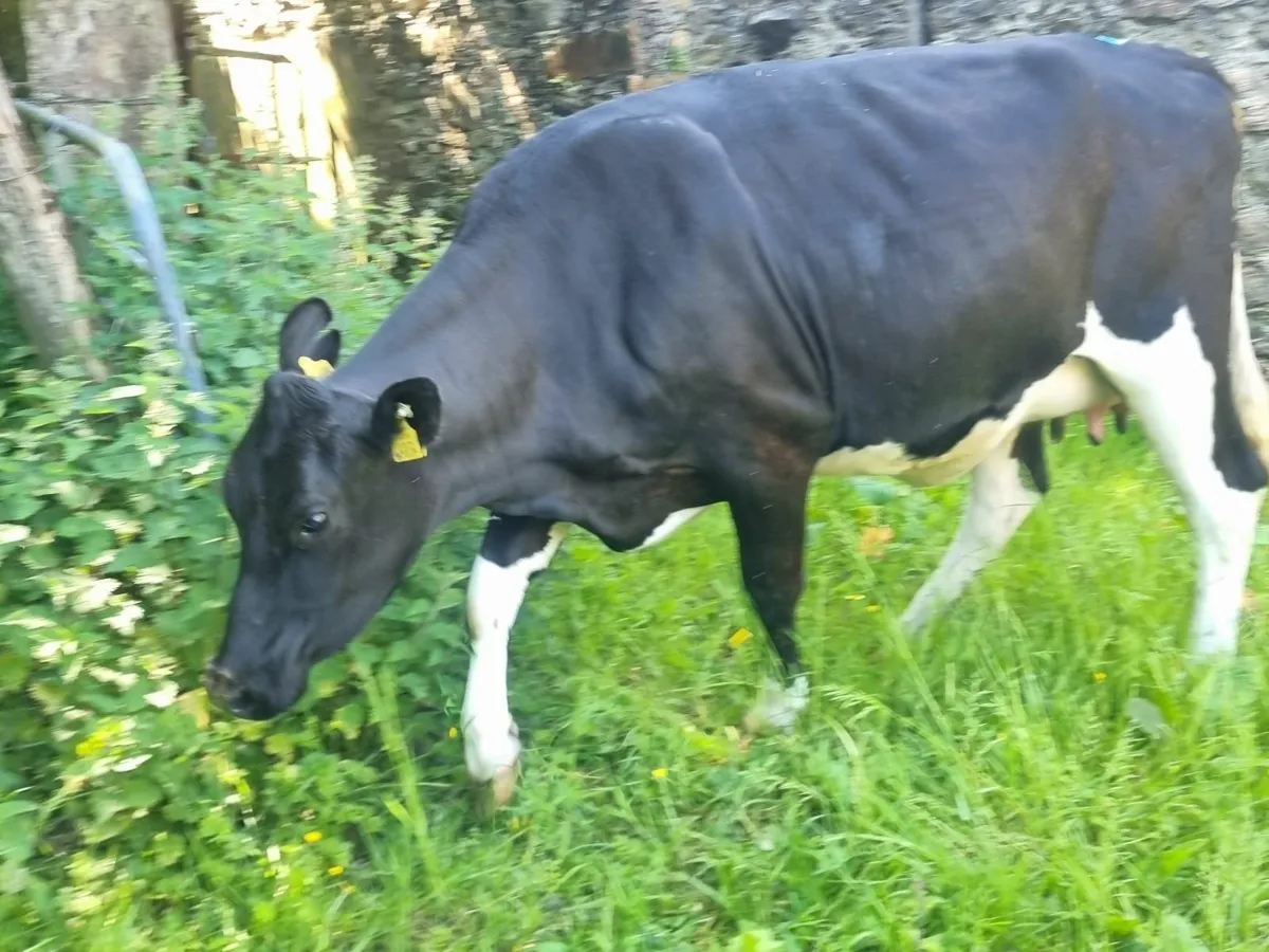 In calf friesian hfr - Image 1