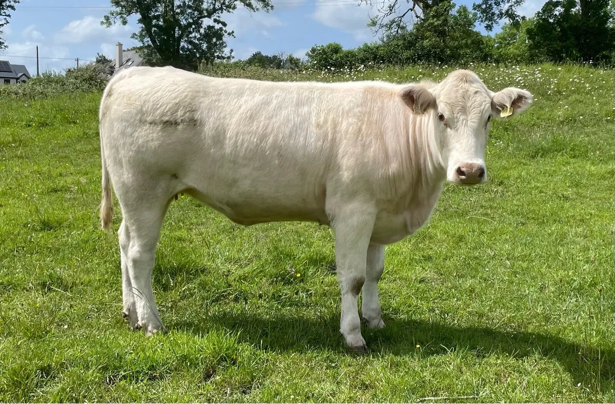 Ped Reg maiden heifers - Image 2