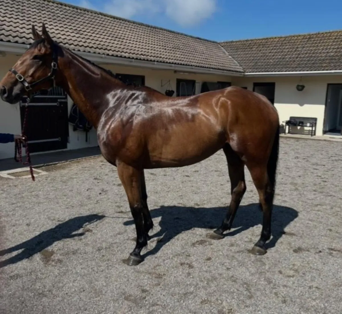 Riding Horse - Image 1