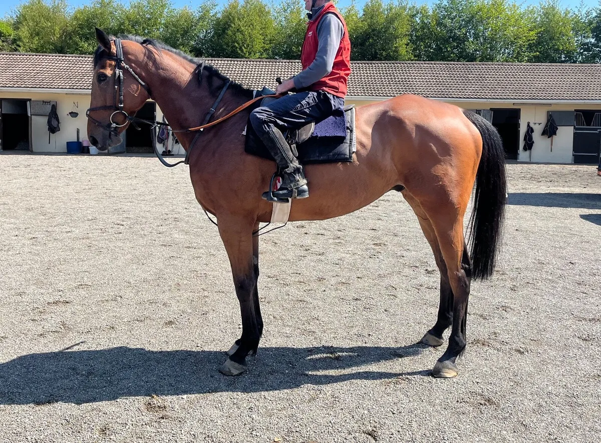Riding Horse - Image 2